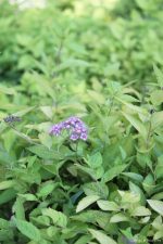 Spiraea japonica 'Goldmound' - Image 2