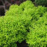 Spiraea japonica 'Limemound'