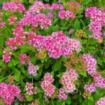 Spiraea japonica 'Little Princess'