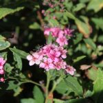 Spiraea japonica 'Shirobana'