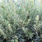 Spiraea nipponica 'Snowmound'