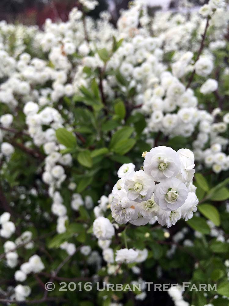 Spiraea-prunifolia-Plena-a Spiraea prunifolia 'Plena' - Image 1