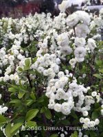 Spiraea prunifolia 'Plena' - Image 2