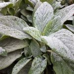 Stachys byzantina 'Countess Helen Von'