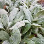 Stachys byzantina 'Silver Carpet'