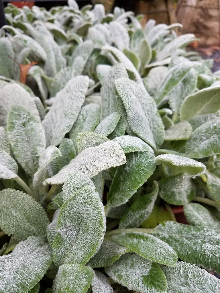 Stachys byzantina 'Silver Carpet' | Urban Tree Farm Nursery