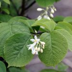 Styrax obassia