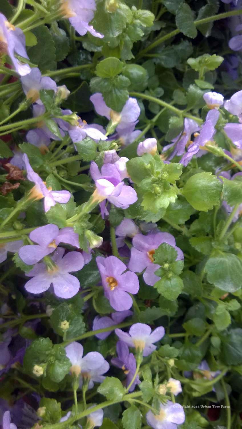 Sutera-cordata-Abunda-Colossal-Blue-a Sutera cordata 'Abunda Colossal Blue' - Image 1