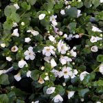 Sutera cordata 'Abunda Colossal White'