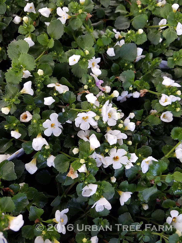 Sutera-cordata-Abunda-Colossal-White-a Sutera cordata 'Abunda Colossal White' - Image 1