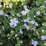 Sutera cordata 'White'