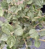 Syringa 'Bailbelle/Tinkerbell'