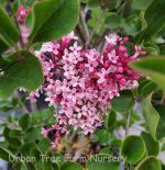 Syringa 'Bailbelle/Tinkerbell' - Image 2