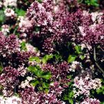 Syringa meyeri 'Palibin'