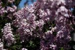 Syringa meyeri 'Palibin' - Image 2