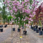 Syringa palibiniana PATIO
