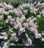 Syringa pubescens patula 'Miss Kim'