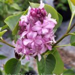 Syringa vulgaris 'Katherine Havemeyer'