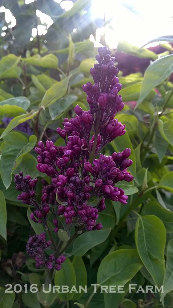 Syringa-vulgaris-Monge-a Syringa vulgaris 'Monge' - Image 1