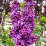 Syringa vulgaris 'Yankee Doodle'