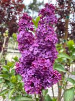 Syringa vulgaris 'Yankee Doodle'