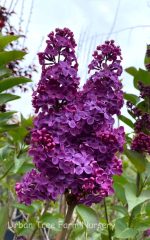 Syringa vulgaris 'Yankee Doodle' - Image 2