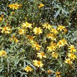 Tagetes lemmonii