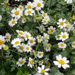 Tanacetum niveum 'Jackpot'