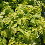 Tanacetum parthenium 'Aureum'