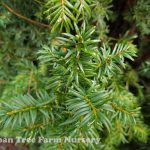 Taxus media 'H.M. Eddie'
