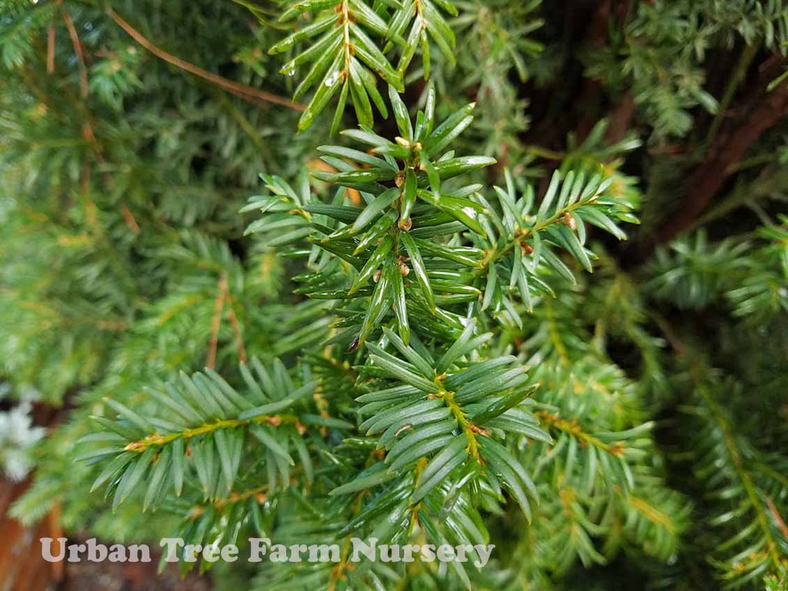 Taxus-media-H.M.-Eddie-a Taxus media 'H.M. Eddie' - Image 1