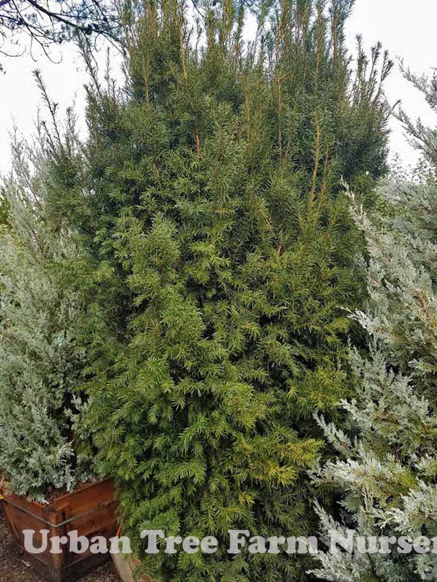 Taxus media 'H.M. Eddie' | Urban Tree Farm Nursery
