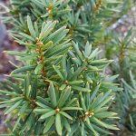 Taxus media 'Hicksii'