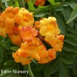 Tecoma stans 'Orange Jubilee'