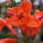 Tecoma/Tecomaria capensis BUSH
