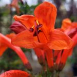 Tecoma/Tecomaria capensis STAKED