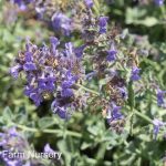Teucrium fruticans