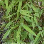 Thamnocalamus spathiflorus nepalensis