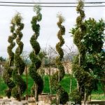 Thuja occidentalis 'Emerald Green/Smaragd' SPIRAL