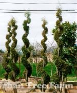 Thuja occidentalis 'Emerald Green/Smaragd' SPIRAL