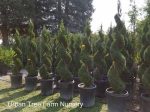 Thuja occidentalis 'Emerald Green/Smaragd' SPIRAL - Image 2