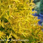 Thuja occidentalis 'Janed Gold'