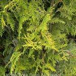 Thuja occidentalis 'Polar Gold'