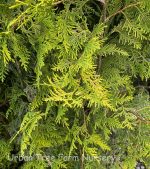 Thuja occidentalis 'Polar Gold'