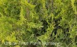 Thuja occidentalis 'Polar Gold' - Image 2