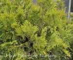Thuja occidentalis 'Polar Gold' - Image 3
