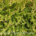 Thuja occidentalis 'Rheingold'