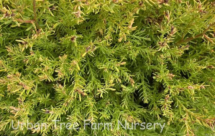 Thuja-occidentalis-Rheingold-a Thuja occidentalis Rheingold a