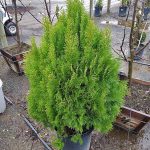 Thuja orientalis 'Aurea Nana'