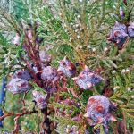 Thuja orientalis 'Blue Cone'